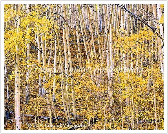 450588   Aspen Forest horrizontal